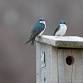 Destination Birding With a Scone: Great Neck event image