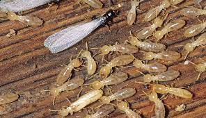 These 3 types have different characteristics and we will find them in different places. How Often Should You Treat House For Termites