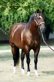 What Is The Most Popular Horse Breed For Reining Hendricksreininghorses Com Horses Reining Horses Pretty Horses