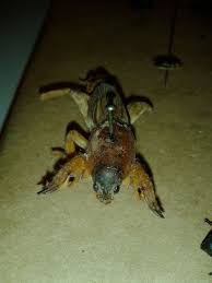 Co znaczy i jak powiedzieć turkuć podjadek po angielsku? Biologia Najlepsze Znaleziska I Wpisy Archiwum Z Marca 2014 O Biologia W Wykop Pl