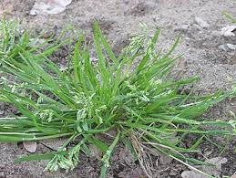 Image result for Poa binata