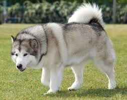 Request to meet a dog get on waiting list The 5 Different Breeds Of Husky Type Dogs Malamut Alaska Ras Anjing Anjing Cantik