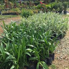Check spelling or type a new query. Penghantaran Pokok Shrubs Di Sendayan Laboo Landscapes Facebook