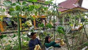 Berkebun di pekarangan rumah relatif mudah dilakukan, di mana setiap orang bisa belajar di google atau youtube, tanpa harus bertemu langsung dengan pengajar dan tanpa harus menjadi sarjana pertanian untuk menjadi ahli. Berkebun Di Pekarangan Rumah Tanam Dan Nikmati Sendiri
