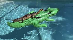 With burt reynolds, jack weston, lauren hutton, jerry reed. Gator Art Collectibles Digital Prints Kromasol Com