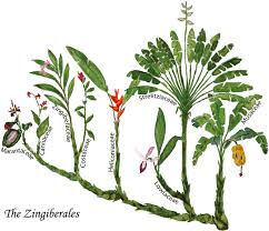 Image result for Strelitziaceae
