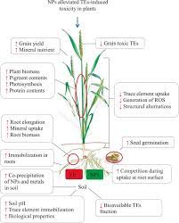 Effects Of Nanoparticles On Trace Element Uptake And Toxicity In Plants A Review Sciencedirect
