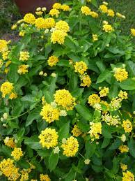 Lantana Landscape Bandana Yellow Flameproof Winner 2014 Plants Lantana Landscape