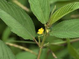 Image result for Ochthocharis