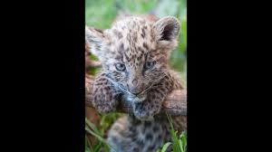 We strive to introduce you to the country, its culture, its people. Grooming Sleeping African Black Spotted Baby Leopard Cubs Big Cats Tiny Cub Youtube