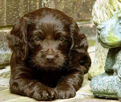Boykin Spaniel Information And Pictures Petguide Boykin Spaniel Puppies Dog Breeds Spaniel Puppies