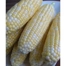 Maybe you would like to learn more about one of these? Peaches And Cream Bi Color Sweet Corn John Scheepers Kitchen Garden Seeds