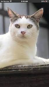 Lost dog in Knoxville, TN area