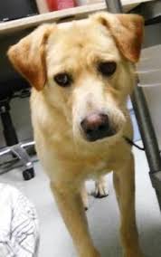 See more of golden retriever puppies for sale on facebook. Golden Retriever Puppies For Sale In Spokane Washington Classified Americanlisted Com