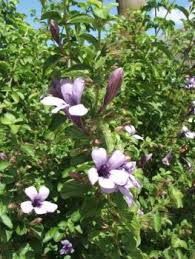 Image result for Dyschoriste transvaalensis