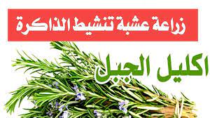 اكليل الجبل روز ماري حصى اللبان اسرار الرعاية والاكثار قناة تكنومكس م شريف فاروق youtube