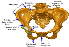 Minimalist and simple logo, flat style, modern icon and symbol. Major Pelvis Landmarks Used During Surgery Download Scientific Diagram