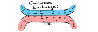 Gas Exchange - Wikipedia