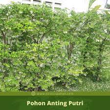 Pohon jalitri di alam liar. Ciri Ciri Pohon Anting Putri Wrightia Religiosa Di Alam Liar Ciriciripohon Com
