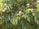 Image result for Albizia schimperiana