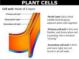 Check spelling or type a new query. Cell Wall Cellwallkhs Twitter