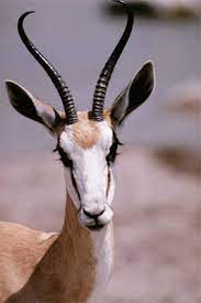 How do you spell envelope?. How Do You Spell Antelope In Spanish Bilingual Dictionary 1120