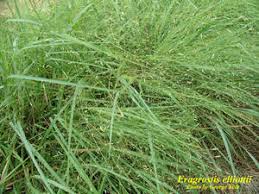 Image result for Eragrostis friesii