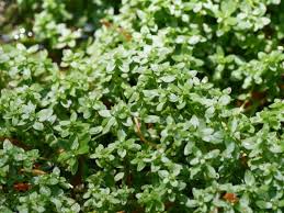 Image result for Callitriche