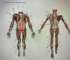 It makes up the bulk of the chest muscles and lies under the breast. Identify The Muscles Labeled By Name 26 29 27 28 30 Chegg Com