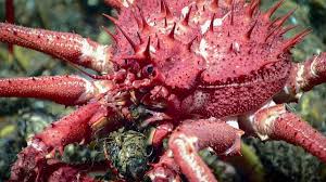 Image result for Crabbea nana