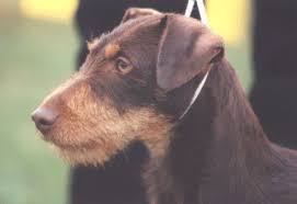 Black And Tan Jack Russell Jagdterrier Deutscher German Hunt Terrier Irish Black And Tan Jack Russell Terrier Aislinge Bray Terriers Terrier Curly Coated Retriever Black And Tan