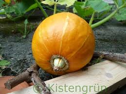Laut google sind die stellen für menschen. Kurbis Anbauen Auf Dem Balkon Aussaat Pflege Und Ernte Kistengrun