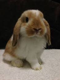 We raise quality holland lop rabbits in north carolina. Adorable Pet Rabbit 3 Lop Bunnies Pet Bunny Holland Lop Bunnies