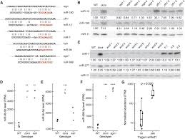 Endogenous transcripts direct microRNA degradation in Drosophila, and this  targeted degradation is required for proper embryonic development:  Molecular Cell