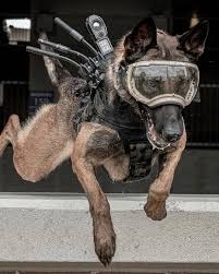 kể từ năm 2015, mũ bảo hiểm k9 chiến thuật đã được sản xuất cho chó trong  công tác cứu hộ. chúng được xây dựng để mang theo camera, đèn, thiết bị