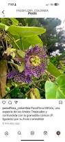 Image result for Passiflora ligularis