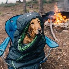 A Very Cute Seat Stealer Campingwithdogs Mycaninelife Camping Aesthetic Camping With Cats Dog Camping