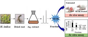 Image result for Halosarcia