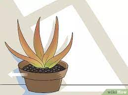 Comment entretenir son aloe vera ? Pin By Chatty On Garden Projects Aloe Vera Plant Aloe Plant Aloe