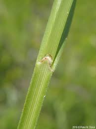 Image result for Scleria mikawana