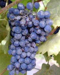 Image result for Uncinula necator