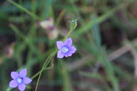 Image result for Wahlenbergia flexuosa