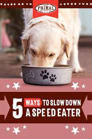 With warmer weather comes an. Is Your Pet Gobbling Up Their Food Learn How To Slow Them Down And Be Sure To Save This Pin Liveliferaw Primalblog Dog Advice Food Animals Eater