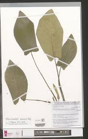 Image result for Stylochaeton