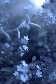 Blue Wildflowers In Bloom In 2020 Blue Aesthetic Light Blue Aesthetic Light Blue Flowers