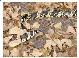 Image result for Spilotes pullatus