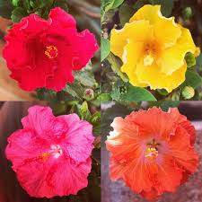 Ich Liebe Meine Blumen Fuerteventura Fuertephoto Fuerte Fuerteventuraisland Fuerteventura2017 Traumhaftschon Blumen Floral Florales Hibiskus Floral