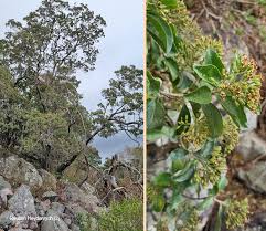 Image result for Nuxia congesta