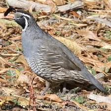 California quail coloring picture art quilts bird drawings. Northern California Quail North American Birds Birds Of North America