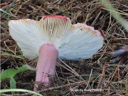 Image result for Russula polyphylla